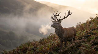 Red deer stag seen on a misty hillside